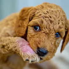 mini-goldendoodle-allergies