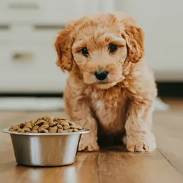 mini-goldendoodle-food