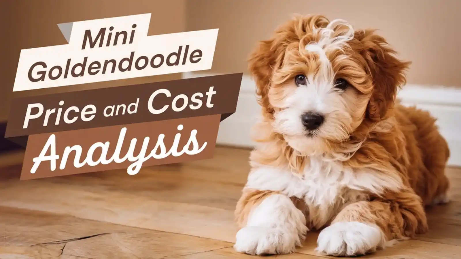 mini goldendoodle price and additional cost guide