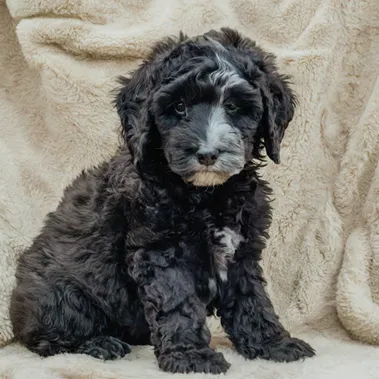 Black-Phantom-Goldendoodle