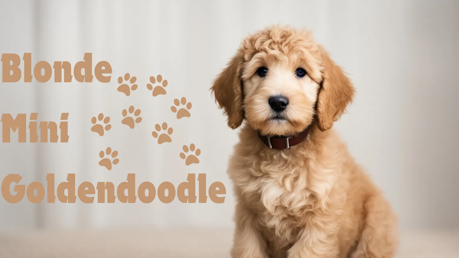 Blonde-Mini-Goldendoodle