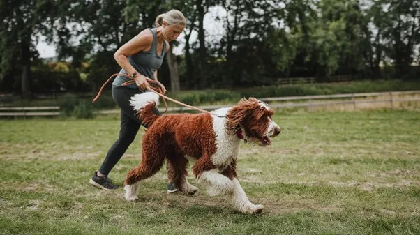 Goldendoodle-Exercise-needs