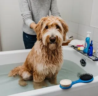 Goldendoodle-High-maintenance