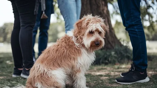 Goldendoodle-Separation-Anxiety