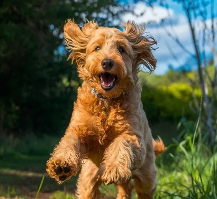 Goldendoodle-active-minds