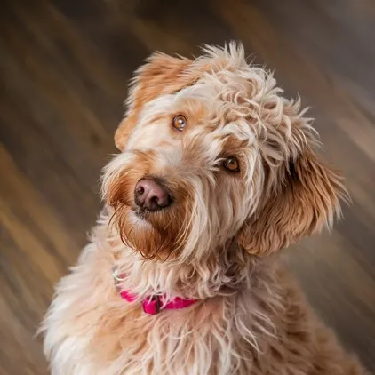 Goldendoodle-ears