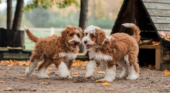 Goldendoodle-face- features