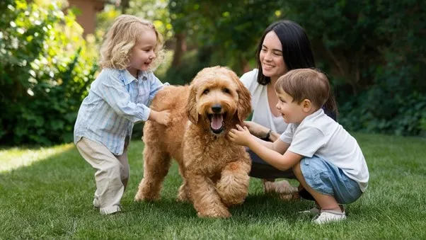 Goldendoodle-socialization-need