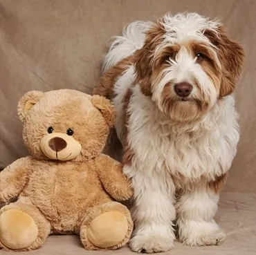 Goldendoodle-teddy-bear-face