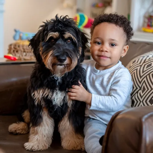 phantom-mini-goldendoodle-temperament