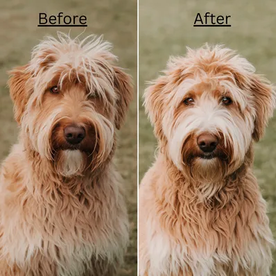 trim-goldendoodle-face