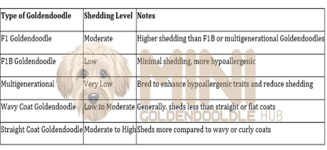 Goldendoodle-Shedding-Levels