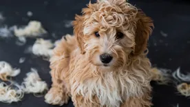 Why-does-my-Goldendoodle-shed