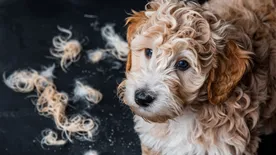 Why-does-my-mini-Goldendoodle-shed