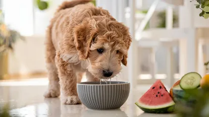 healthy-Goldendoodle-food